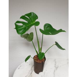 Monstera Deliciosa Fensterblatt Hydrokultur Spezia