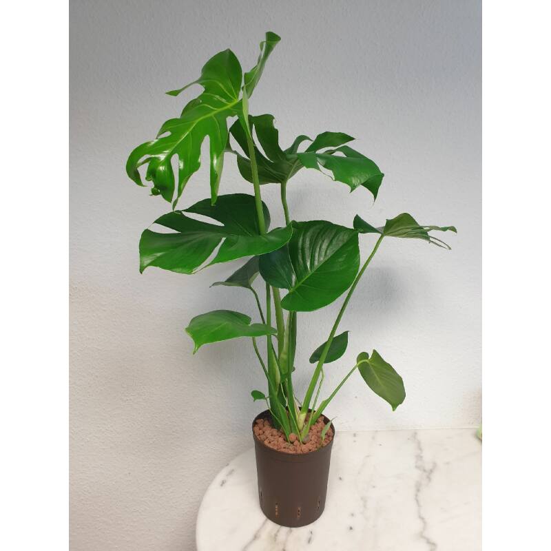 Monstera deliciosa Fensterblatt Ø 18 19 60 80 HYDROKULTUR Spez