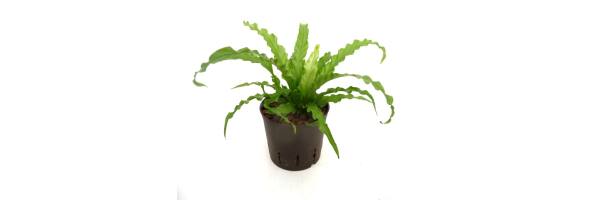 Asplenium 'Osaka'  - Nestfarn