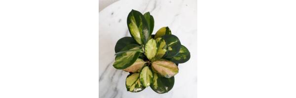 Hoya australis variegata `Lisa`Porzellanblume