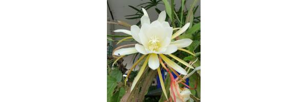 Epiphyllum oxypetalum - Königinnen der Nacht