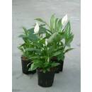 Spathiphyllum ( Ø 13/12 ) - Einblatt, 40-60 cm hoch