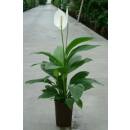 Spathiphyllum ( Ø 15/19 ) - Einblatt, 50-60 cm hoch