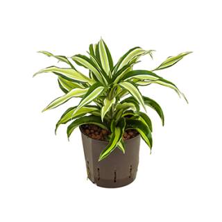 Dracaena deremensis Malaleika 20-30 cm ( Ø 13/12 )