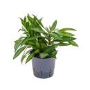 Dracaena reflexa Song of Jamaika 30-40 cm, ( Ø...