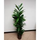 Ficus longifolia Amstel King  100-120, 18-19