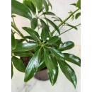 Schefflera arboricola  Ø 13/12 - 2pp, 30-45cm