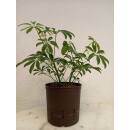 Schefflera arboricola  Ø 13/12 - 2pp, 30-45cm