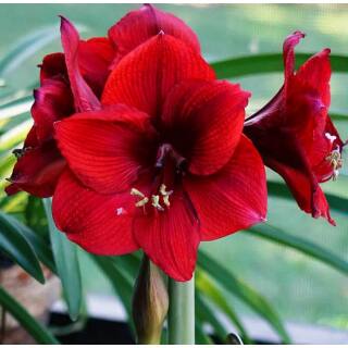 13+ Blue Amaryllis Flower