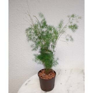 Asparagus densiflorus Myriocladus - Zierspargel 40-50 cm ( Ø 13/12 )