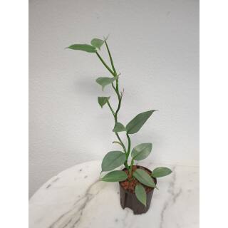 Philodendron hastatum Silver Queen  Ø 13/12 ( 50-60 cm)