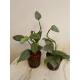 Philodendron hastatum Silver Queen  Ø 13/12 ( 50-60 cm)