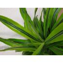 Dracaena der. Lemon 45/15 - Ø 15/19, ( 60 - 80)