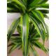 Dracaena der. Lemon 45/15 - Ø 15/19, ( 60 - 80)