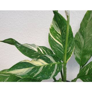 Spathiphyllum Variegata  ( Ø 13/12 )  - panaschiertes Einblatt grün-weiß