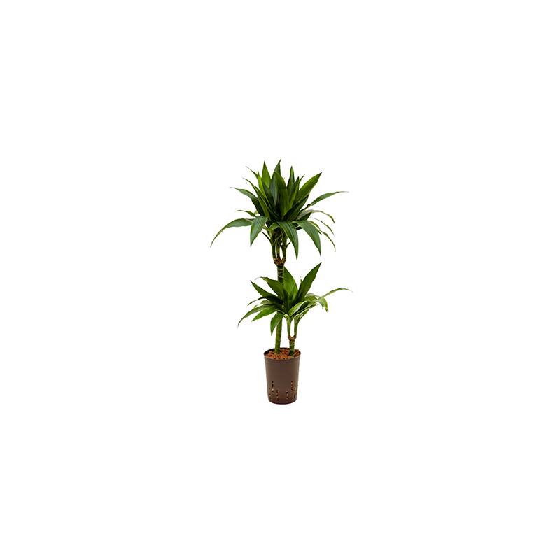 Dracaena der Janet Craig 45 15 Ø 15 19 60 80 HYDROKULTUR 26 95