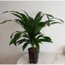 Dracaena der. Janet Lind 15 - Ø 15/19, (60 - 80)