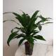 Dracaena der. Janet Lind 15 - Ø 15/19, (60 - 80)