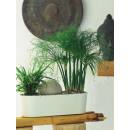 Flori - Jardiniere -  50 x 18 x 15 durchgefärbt - VE...