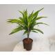 Dracaena der. Lemon  Ø 15/19, 60-80 cm,  Stamm mit 3 Kronen