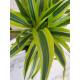 Dracaena der. Lemon  Ø 15/19, 60-80 cm,  Stamm mit 3 Kronen