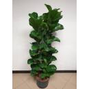 Ficus lyrata bambino 2er Tuff  ( Ø 18/19, 160- 180...