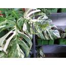 Monstera deliciosa Variegata  Ø 18/19 - panaschiertes Fensterblatt grün-weiß, 80-100cm