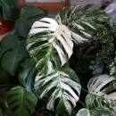 Monstera deliciosa Variegata  Ø 18/19 - panaschiertes Fensterblatt grün-weiß, 80-100cm