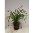 Nephrolepis cordifolia `Duffy`( Ø 13/12, 35-50 cm...