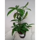 Dracaena surculosa Malaya Beauty ( Ø 13/12 ) 40-50