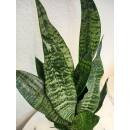 Sansevieria trifasciata Superba Green  Ø 13/12,...