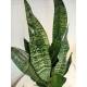 Sansevieria trifasciata Superba Green  Ø 13/12, 40-50 cm