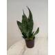 Sansevieria trifasciata Superba Green  Ø 13/12, 40-50 cm