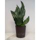 Sansevieria trifasciata Superba Green  Ø 13/12, 40-50 cm