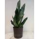 Sansevieria trifasciata Superba Green  Ø 13/12, 40-50 cm