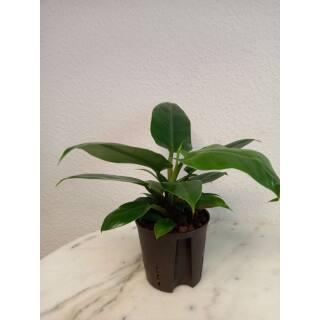 Philodendron Imperial Green ( Ø 13/12 ) 30-40