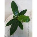 Philodendron Imperial Green ( Ø 13/12 ) 30-40