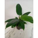 Philodendron Imperial Green ( Ø 13/12 ) 30-40