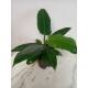 Philodendron Imperial Green ( Ø 13/12 ) 30-40