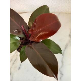 Philodendron Cherry Red ( Ø 13/12 ) 20-30