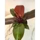 Philodendron Cherry Red ( Ø 13/12 ) 20-30