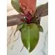 Philodendron Cherry Red ( Ø 13/12 ) 20-30