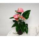 Anthurium - Flamingoblume ( Ø 13/12 ) Anthurie rosa