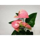 Anthurium - Flamingoblume ( Ø 13/12 ) Anthurie rosa