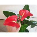 Anthurium - Flamingoblume ( Ø 13/12 ) Anthurie...