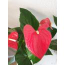 Anthurium - Flamingoblume ( Ø 13/12 ) Anthurie...