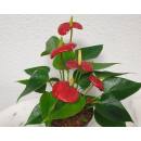 Anthurium - Flamingoblume ( Ø 13/12 ) Anthurie...