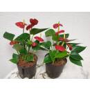 Anthurium - Flamingoblume ( Ø 13/12 ) Anthurie...