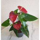 Anthurium - Flamingoblume ( Ø 13/12 ) Anthurie...