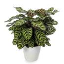 Calathea makoyana Pfauenmarante - Korbmarante  (Ø...